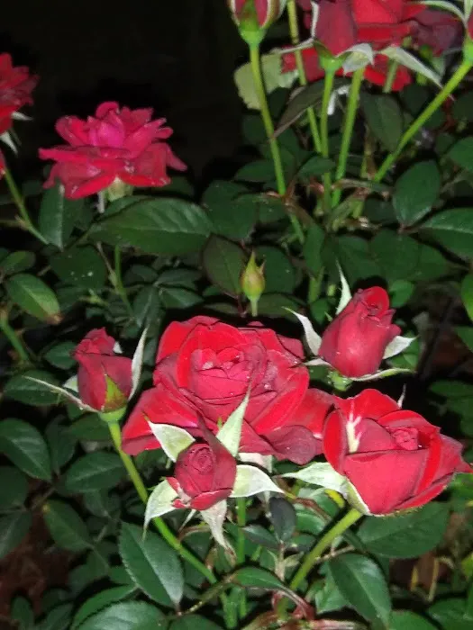 Giles Campground Picture 9