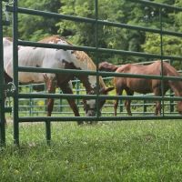 Ionia Equestrian-Rustic ico