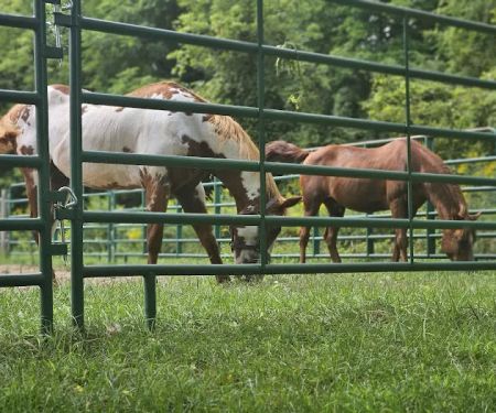 Ionia Equestrian-Rustic