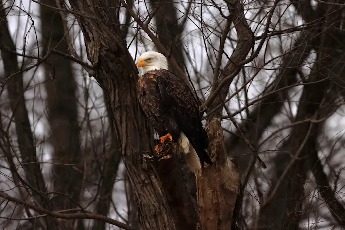Mississinewa Reservoir Picture 6