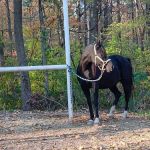 Salamonie River State Forest Horseman's Camp