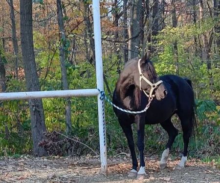 Salamonie River State Forest Horseman's Camp
