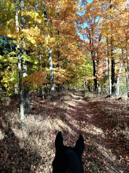 Salamonie River State Forest Horseman's Camp Picture 2