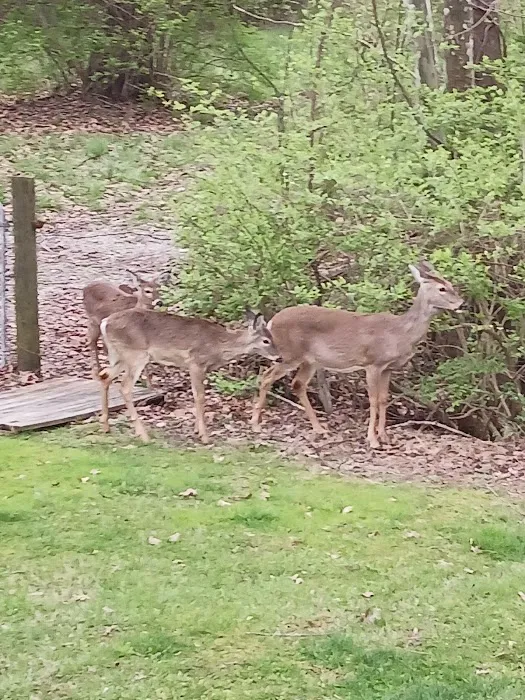 Silver Creek RV Park Picture 9