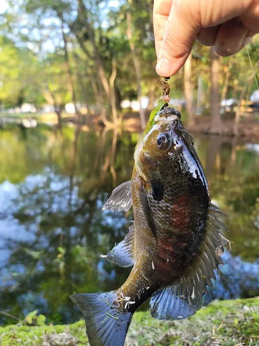 MAGNOLIA CAMPGROUND INC Picture 2