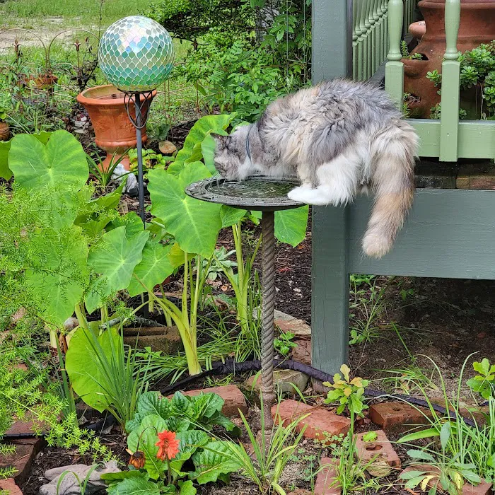 Woodlands Hollow Nature Retreat Picture 9