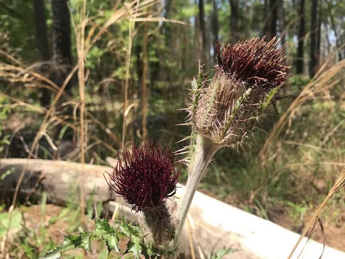 Bluff Campground Picture 1