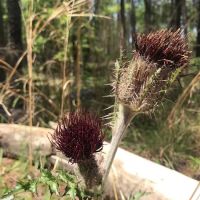 Bluff Campground ico