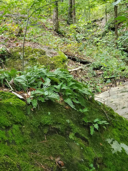 Lick Fork Lake Campground Picture 10