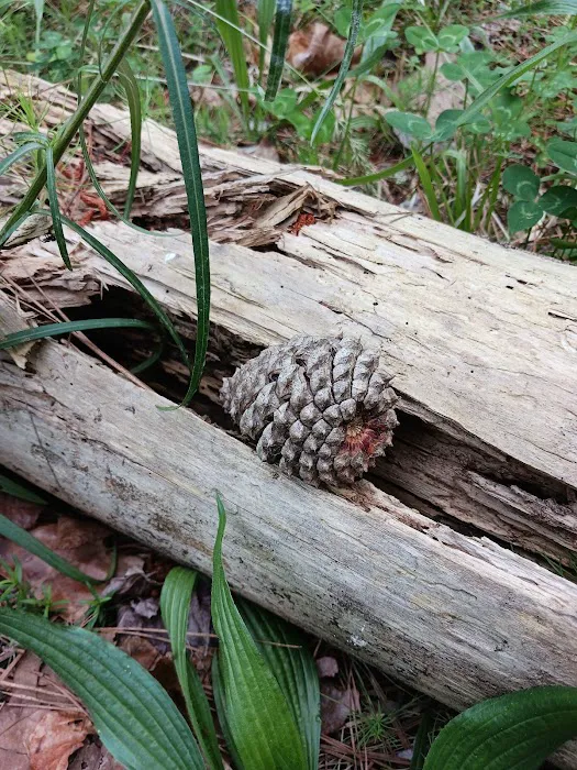 Fell Hunt Campground Picture 5