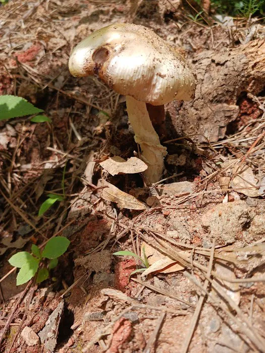 Fell Hunt Campground Picture 8