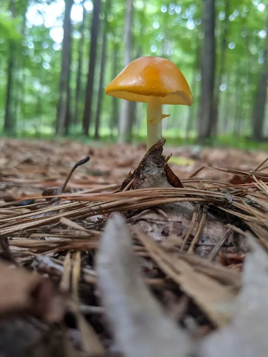 Parsons Mountain Lake Campground Picture 3