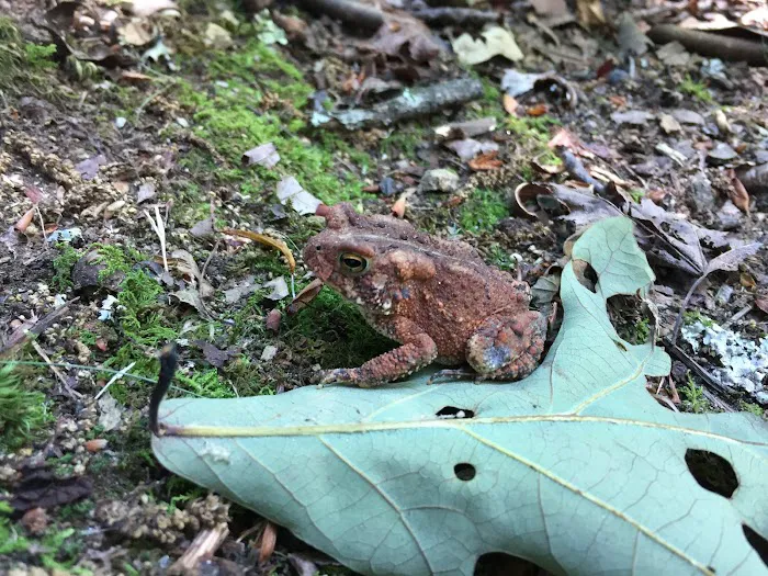 Panther Ridge RV Park and Campground Picture 7