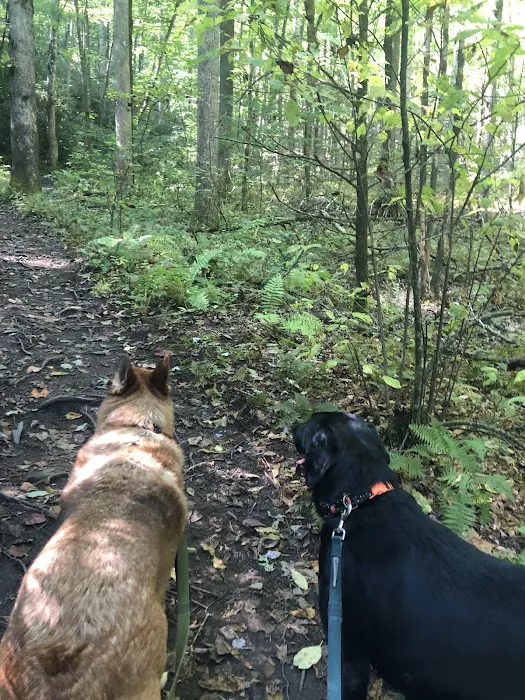 Cove Creek Group Campground Picture 4