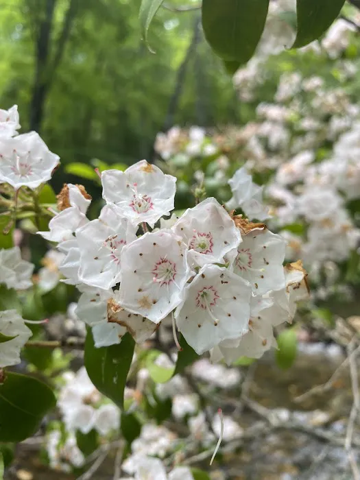 Cove Creek Group Campground Picture 5