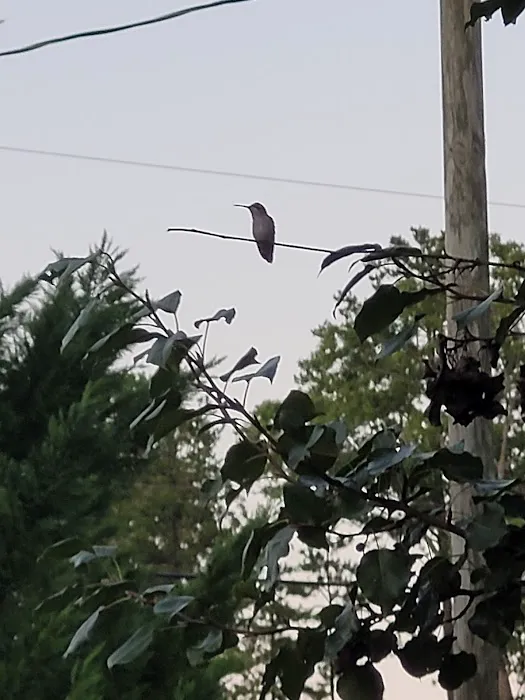 Crowe's legacy campground Picture 1