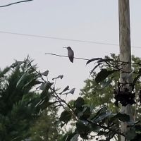 Crowe's legacy campground ico