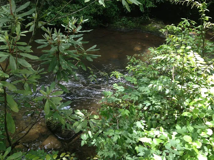 Mount Pisgah Campgrounds Picture 9