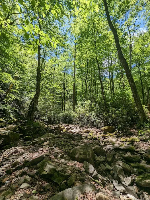 USFS Wolf Ford Horse Camp Picture 2