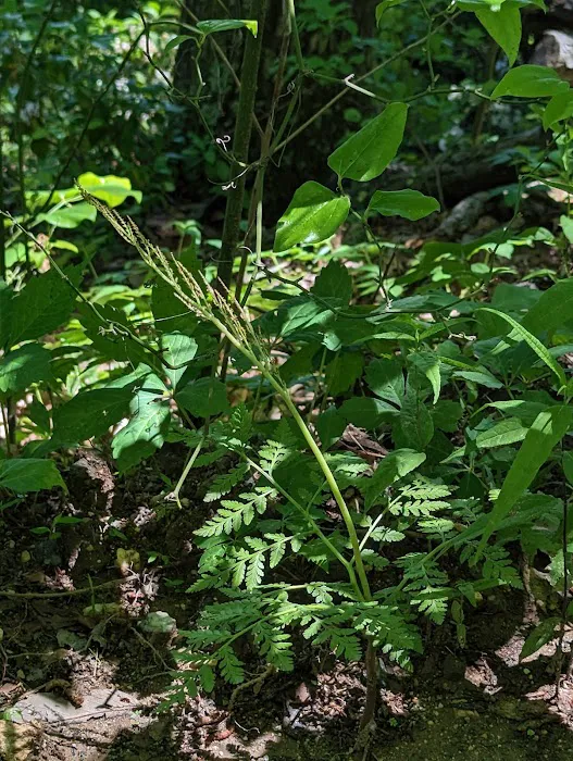 USFS Wolf Ford Horse Camp Picture 5