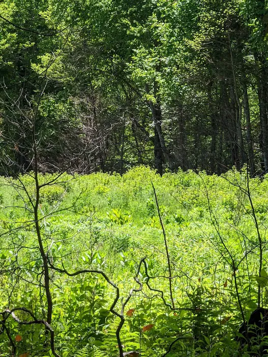 USFS Wolf Ford Horse Camp Picture 4