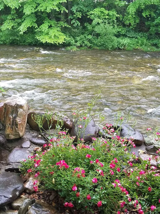Laurel Bank Campground Picture 9