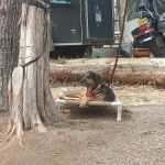 Backwoods Market And Campground