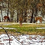 Warriors' Path Main Campground