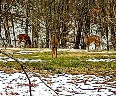 Warriors' Path Main Campground