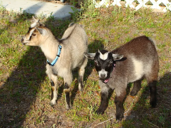 Bristol / Kingsport KOA Holiday Picture 6