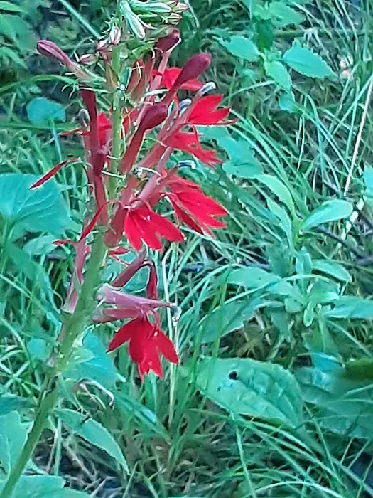 Paint Creek Campground Picture 1