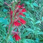 Paint Creek Campground