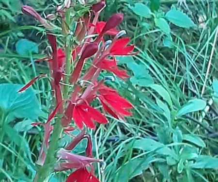 Paint Creek Campground