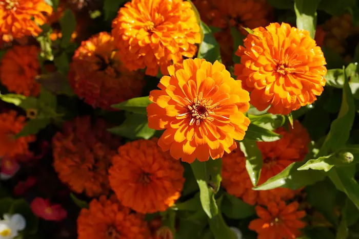 Sandy Pines Administration, Camping & Sales Picture 10