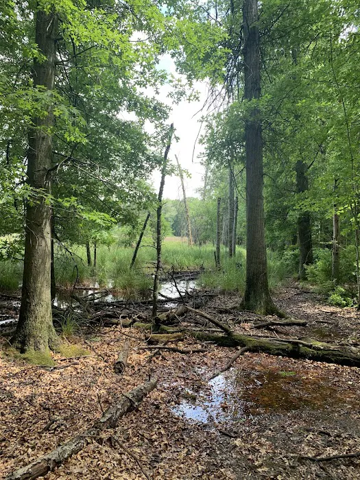 Ely Lake Campground Picture 9