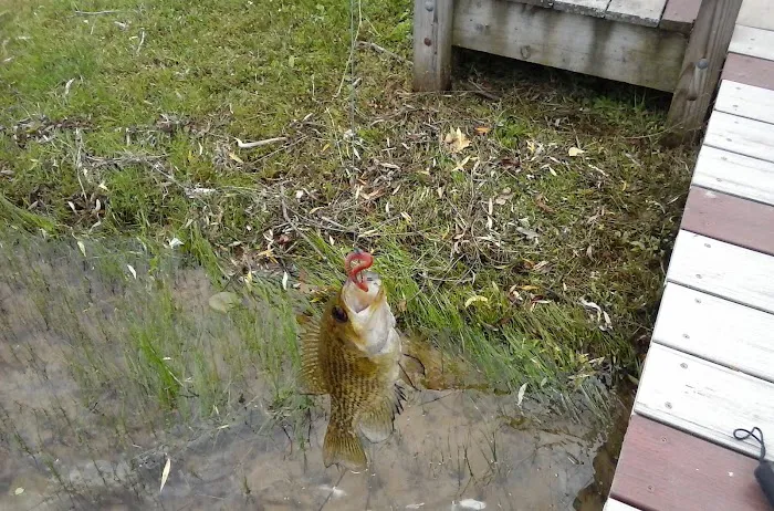 Larson's Resort Picture 3