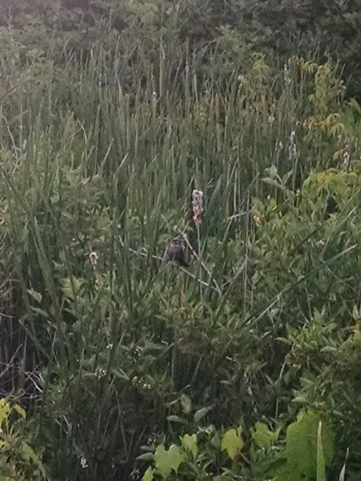 Larson's Resort Picture 5