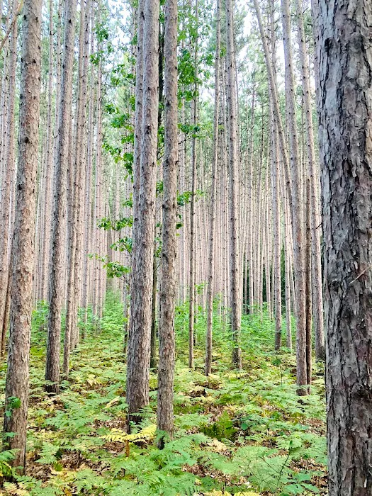 Detach Primitive Picture 10