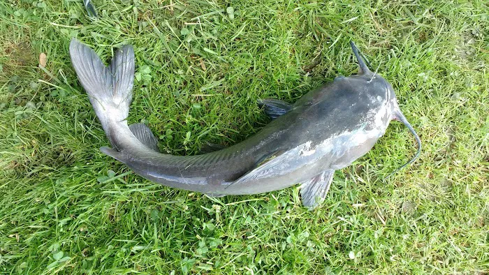 Big Fish-N-Campground Picture 4