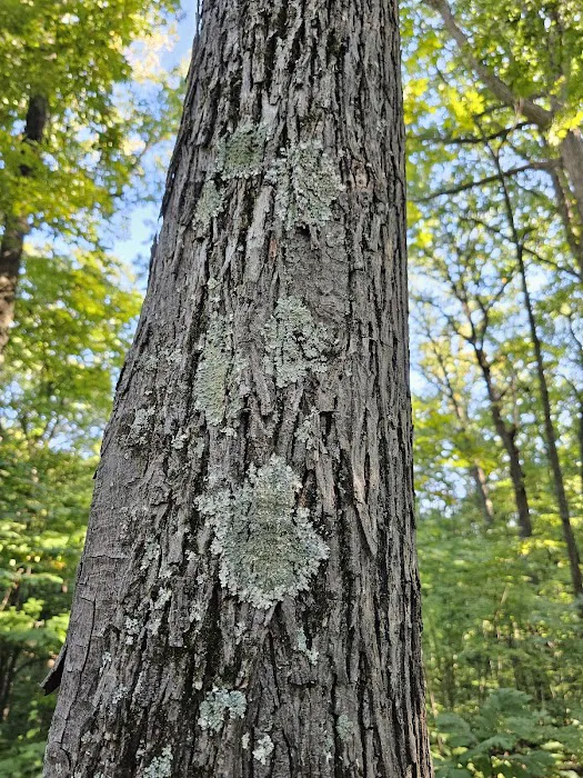 Taylor Ridge Campground Picture 3