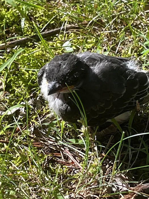 Norman Conservation Club Picture 10