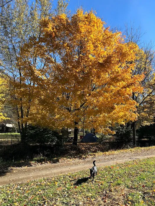 Meadow Fork Campground Picture 9