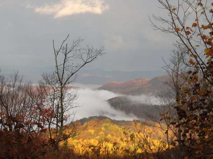 Green Heart Forest Picture 9