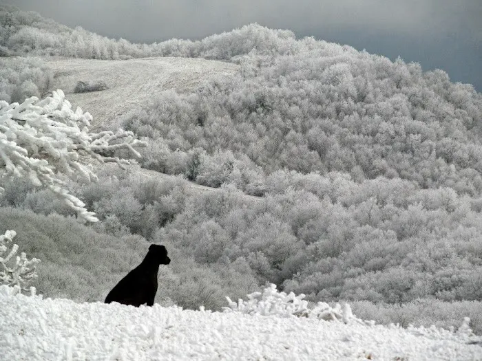 Green Heart Forest Picture 8