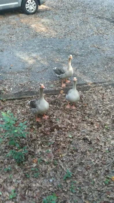 River Bottom Farms Family Campground Picture 1