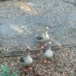 River Bottom Farms Family Campground