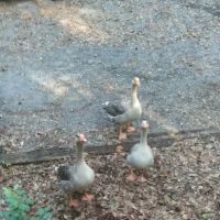 River Bottom Farms Family Campground ico