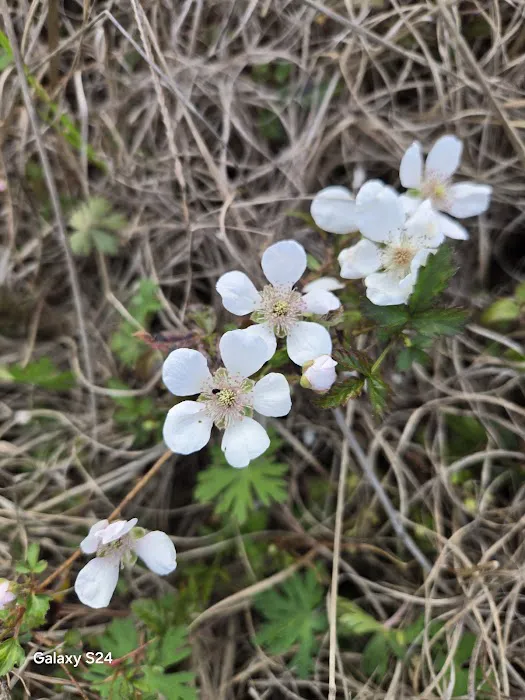 Proett Plantation Picture 7