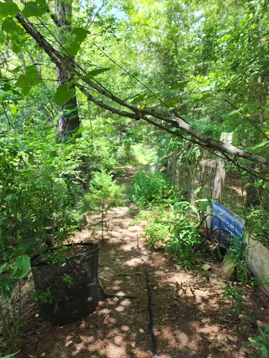 Wood Widgeon Farm Picture 8