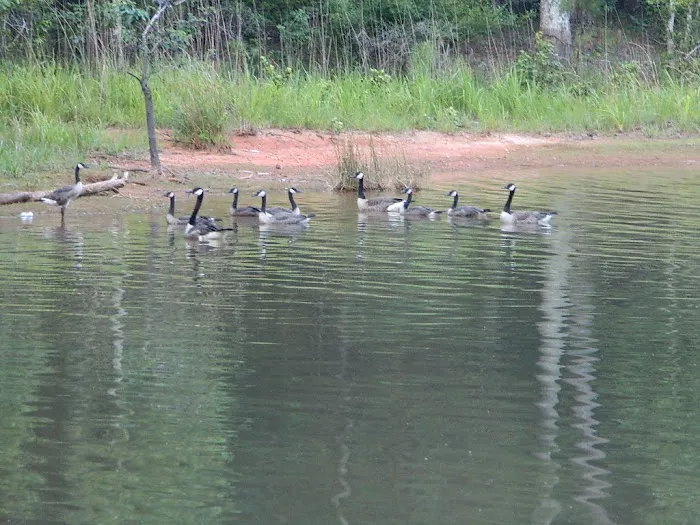 Calhoun Falls Campground Picture 4